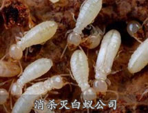 灭白蚁