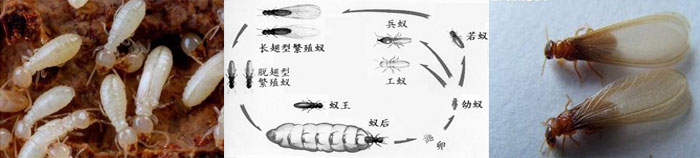 白蚂蚁怎么消灭