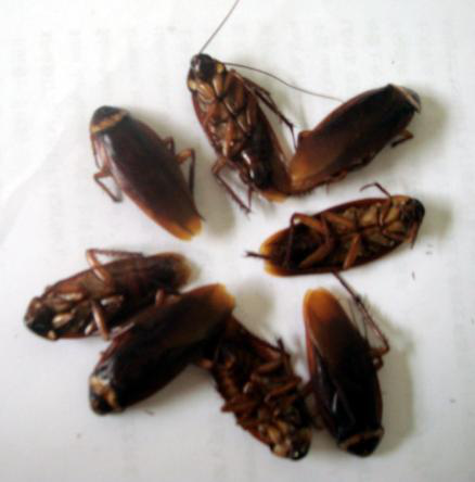 鼠害与虫害治理，清波灭鼠控虫公司，学校幼儿园杀虫灭鼠方案，防鼠灭鼠抓老鼠，防蚊灭蝇捕蚊蝇，防治蟑螂灭蟑螂杀蟑螂